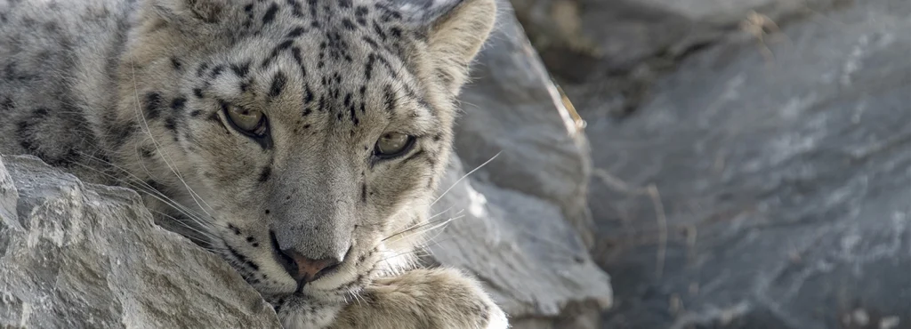 Animalia